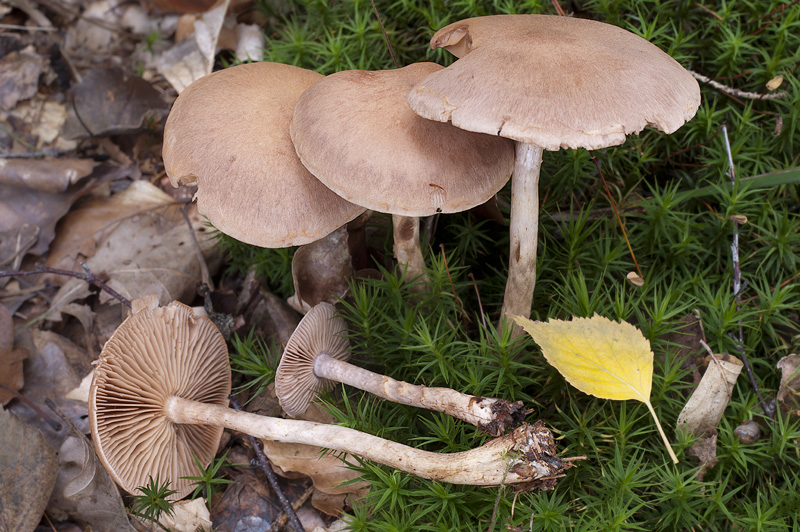 Cortinarius lepidopus